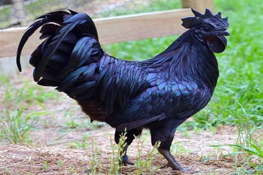 Kadaknath cock will also sagar after jhabua झाबुआ के बाद अब सागर में पाला जाएगा कड़कनाथ, अक्टूबर में आएगी 500 चूजों की पहली खेप