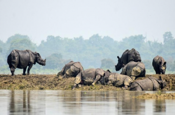 Assam Floods: 51 Wildlife Died In Kaziranga National Park काजीरंगा नेशनल पार्क में बाढ़ से मरने वाले जीवों की संख्या 51 हुई