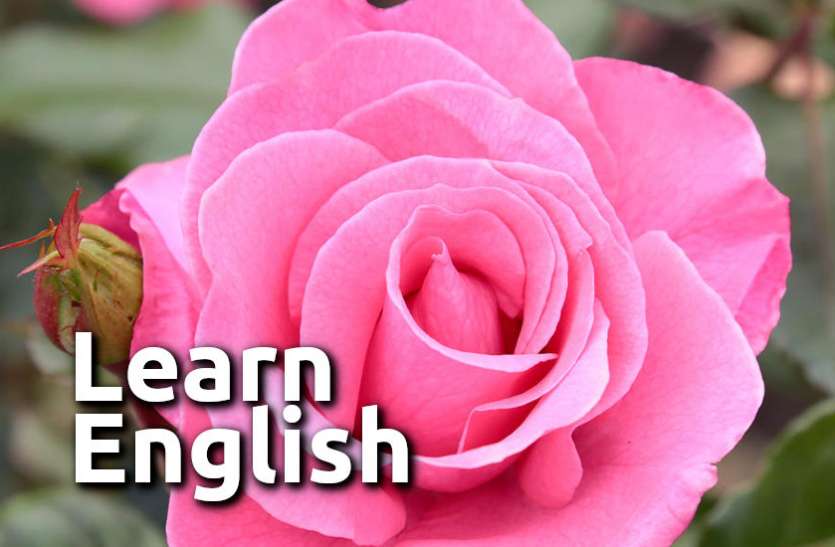 english, Education, learn english, education news in hindi, toefl, education tips in hindi, how to learn english, Learn English: