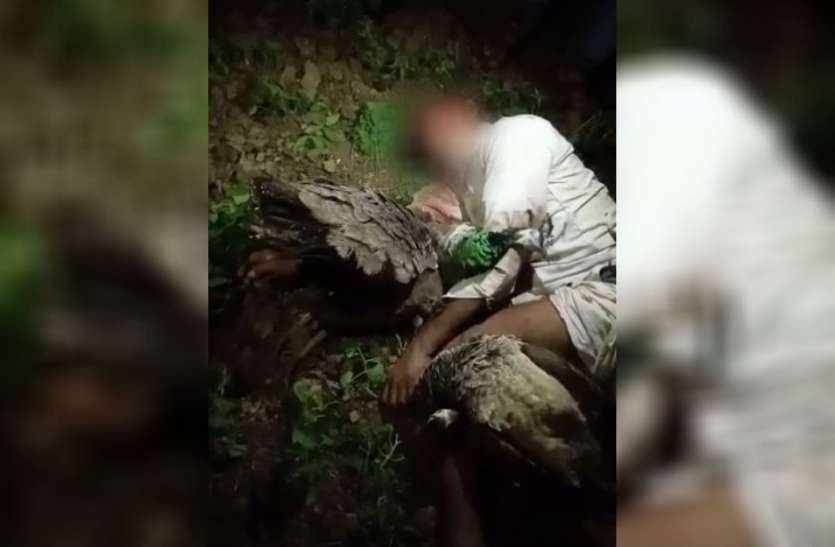 neemuch नीमच: ग्रामीणों ने मोर की चोरी के आरोप में एक शख्स की पीट-पीट कर हत्या कर दी, चार मरे हुए मोर बरामद
