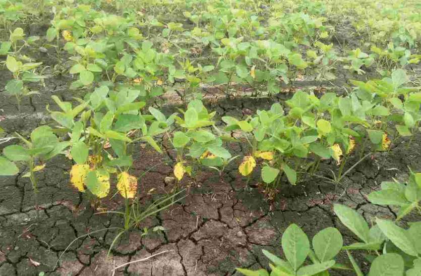 Pratapgarh अब पूरे खेत का होगा फसल का बीमा