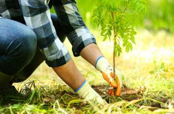 Raipur news: Plants planted after admission to college कॉलेज में प्रवेश लेते ही छात्र लगाएंगे पौधे, डिग्री मिलने तक खुद करेंगे देखरेख