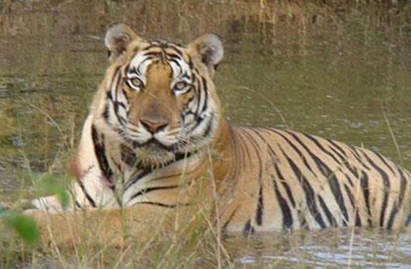 One of whom roamed the roar MP's Panna Tiger Reserve जिसकी एक दहाड़ से सहम जाता था एमपी का पन्ना टाइगर रिजर्व, आज वह लाचार
