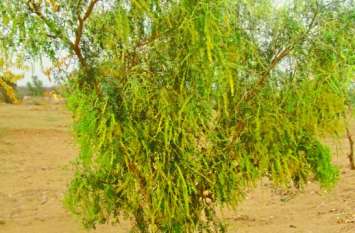 khejri now house from fields, from Rajasthan to Haryana नन्हा राज्यवृक्ष अब खेतों से घर, राजस्थान से हरियाणा तक