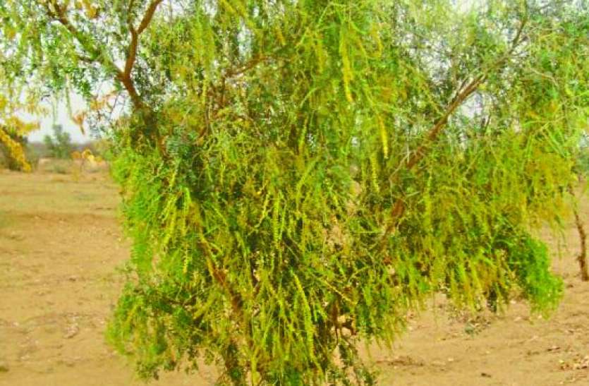 khejri now house from fields, from Rajasthan to Haryana नन्हा राज्यवृक्ष अब खेतों से घर, राजस्थान से हरियाणा तक