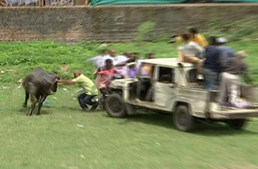 Vadodara Municipal Corporation वडोदरा : टीम को देखकर भैंस भागी, इंजेक्शन देकर पकड़ा
