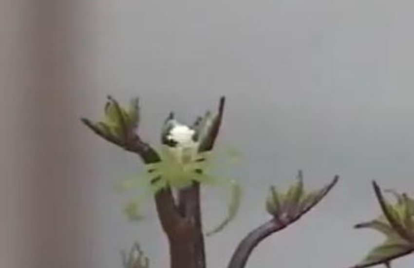 spider
