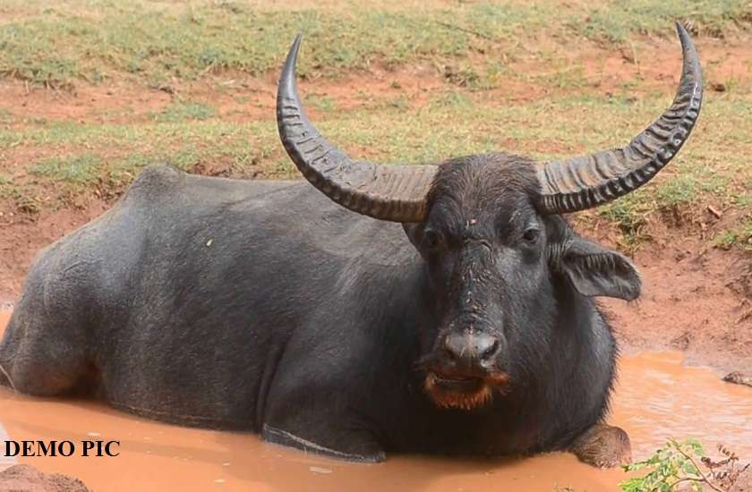 Asian buffalo
