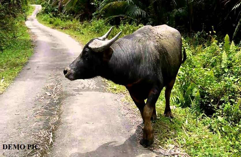 Wild water buffalo इस खास भैंस के प्रेग्नेंट होने पर पूरा राज्य मना रहा है जश्न, सब जुटे देखरेख में