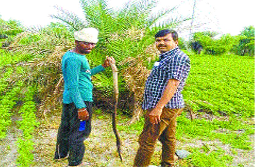 patrika बाघ की सूचना से मचा हडक़ंप, किसान दहशत में