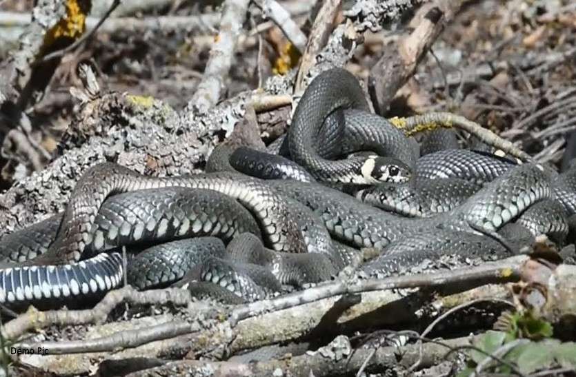 deadly snakes found inside house