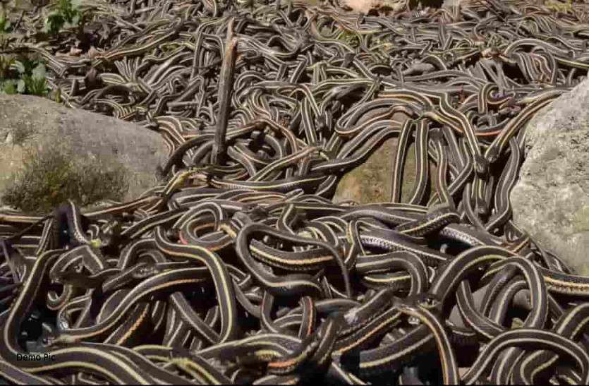 deadly snakes found inside house 200 जहरीले सांपों ने किसान के घर पर किया कब्जा, दहशत में पूरा परिवार
