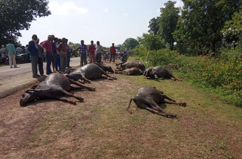 Death of 10 cattle after truck's collision ट्रक की चपेट में आने से 10 मवेशियों की मौके पर मौत, वाहन छोड़कर चालक फरार