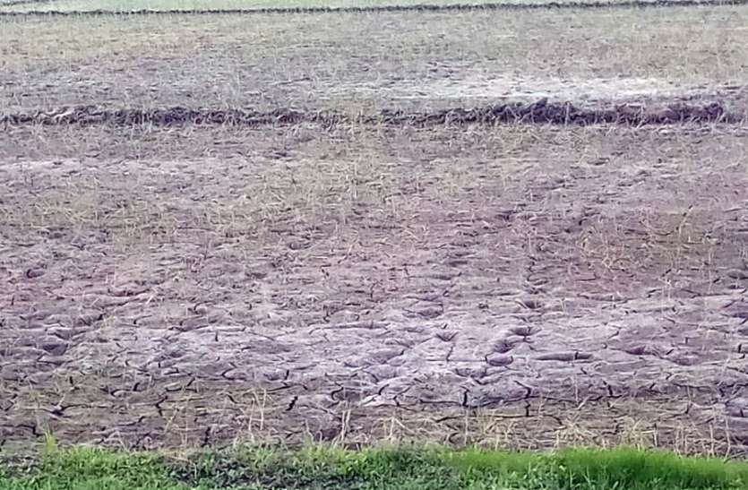Monsoon's absurd, paddy fields have become ruined मानसून की बेरुखी, दो लाख हैक्टेयर क्षेत्र की फसलें सूखने लगी