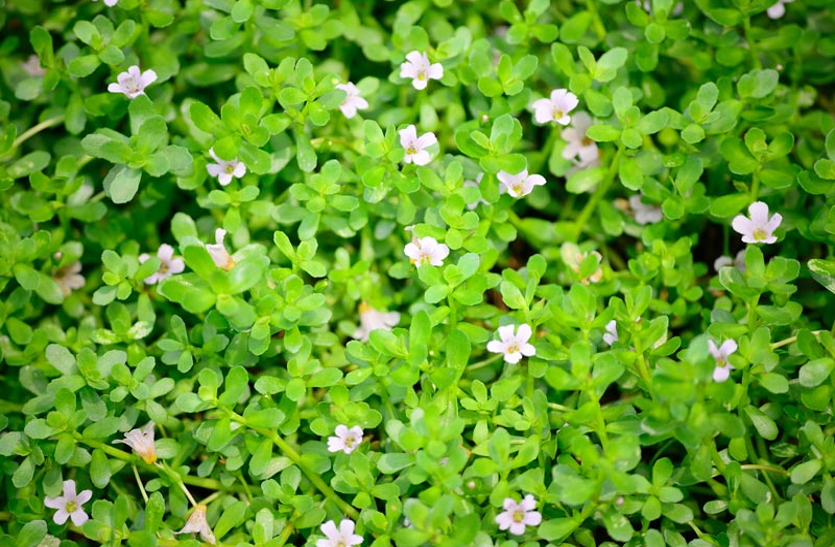 benefits-of-brahmi ब्राह्मी के सेवन से मिलेगी तेज याददाश्त, तनाव में राहत और मजबूत दिमाग