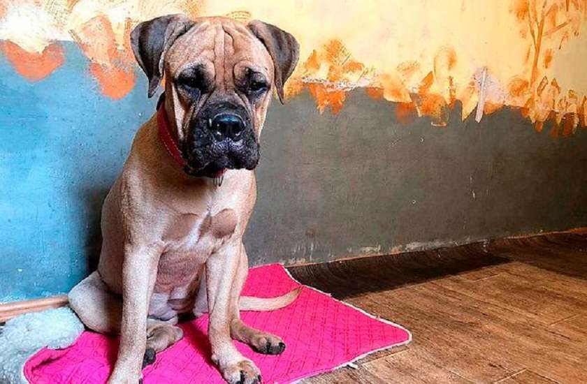 Bullmastiff called Maru