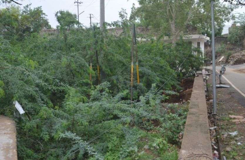 This Park has become completely useless in kisangarh PARK : पार्क के नाम पर झाडिय़ां और गंदगी के ढेर