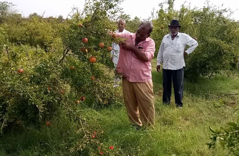 udaipur farmer innovation बंजर भूमि पर उगाए अनार