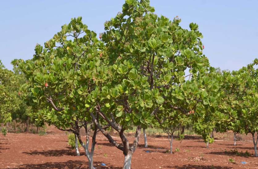 Cashew farming are attracted to Bidar district farmers काजू की खेती के प्रति आकर्षित हो रहे बीदर जिले के किसान
