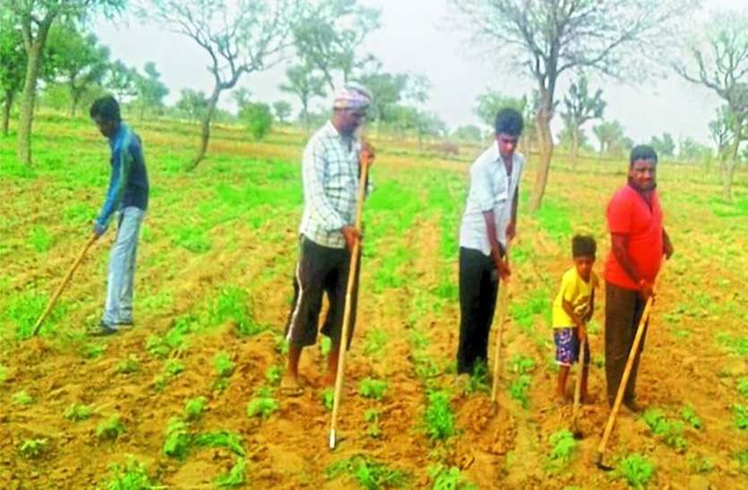 sikar news किसानों को होगा फायदा, खरीफ की बुवाई पूरी, पढ़े पूरी खबर