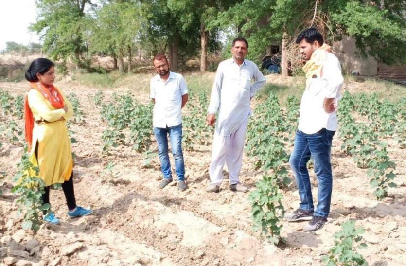Alank about locusts in Bikaner बीकानेर में टिड्डी दल को लेकर अलर्ट