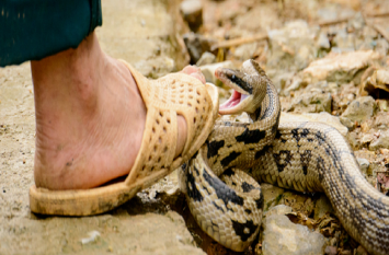 He did not know that he was bitten by the snake three hours earlier तीन घंटे तक पता ही नहीं चला कि सांप ने डसा है
