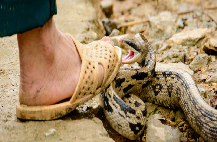 Snake Bite तीन घंटे तक पता ही नहीं चला कि सांप ने डसा है