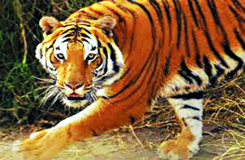 Post-mortem of tigress Damini Today, tigers did not like each other. बाघिन दामिनी का पोस्टमार्टम आज,एक दूसरे का पसंद नहीं करते थे बाघ बाघिन।