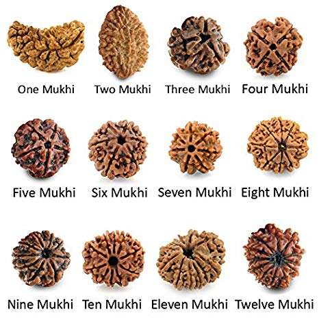 rudraksha in sawan