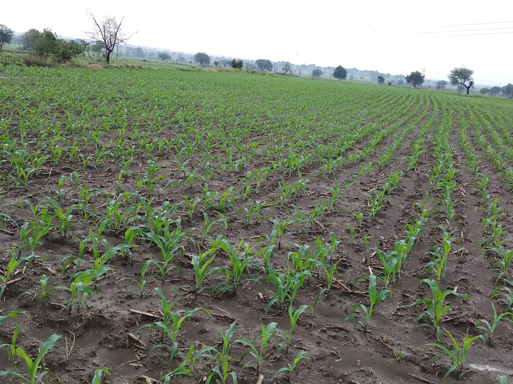 The peasants' faces were freshened a lot of rainy season. किसान के मुरझाएं चेहरें खिले, खूब बरसे बदरा
