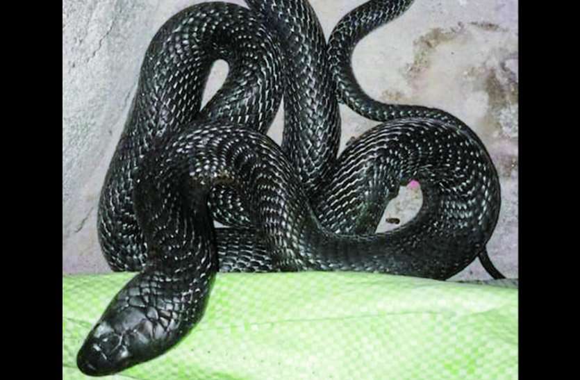 Snake Attack on the school: Two innocent girls died due to snake bites काल बनकर मासूम बच्चियों के स्कूल पहुंच गया सांप, दोनों सहेलियों को एक साथ डसा और...