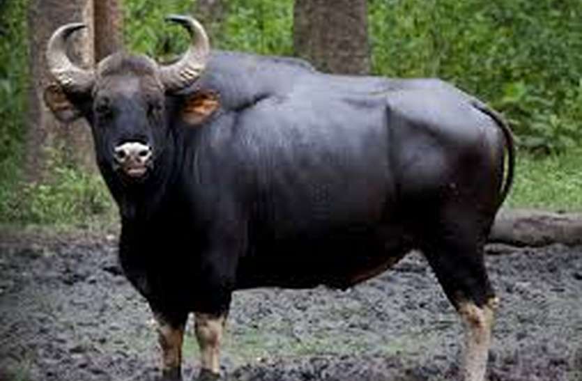 bison gores गौर ने ली श्रमिक की जान
