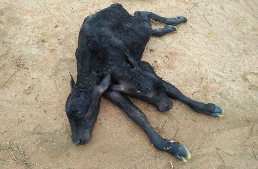 Two faces calf born
