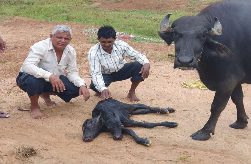 Two faces calf born