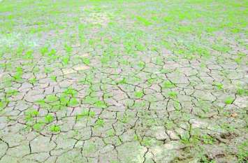 Crop Dried due to lack of rain in Chhattisgarh पानी की कमी से खेतों की नमी खत्म, अगर हफ्ते भर में बारिश नहीं हुई तो...