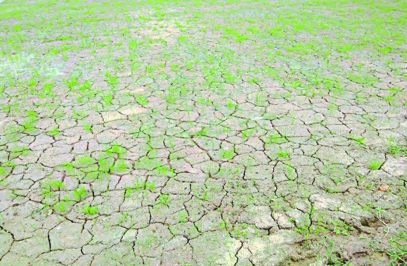cg news पानी की कमी से खेतों की नमी खत्म, अगर हफ्ते भर में बारिश नहीं हुई तो...