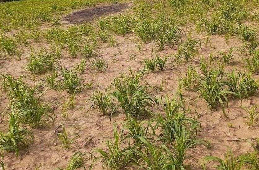 gangapurcity news ‘पायलट’ से पटरी पर आएगी मिट्टी की बिगड़ी सेहत