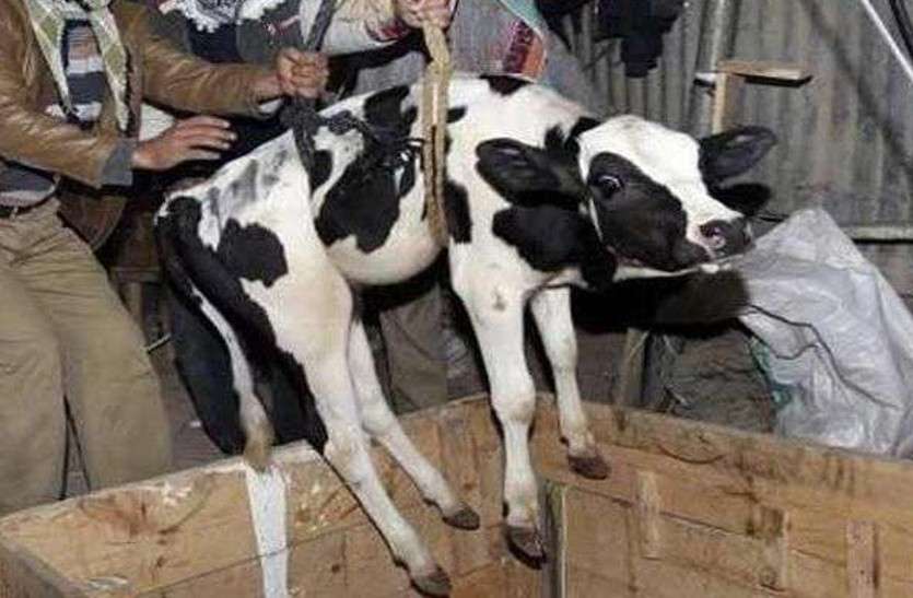 Calf sexual abuse शर्मनाक: दरिंदे ने ट्रक के पीछे बछड़े को बांध कर किया कुकर्म, पुलिस ने किया गिरफ्तार