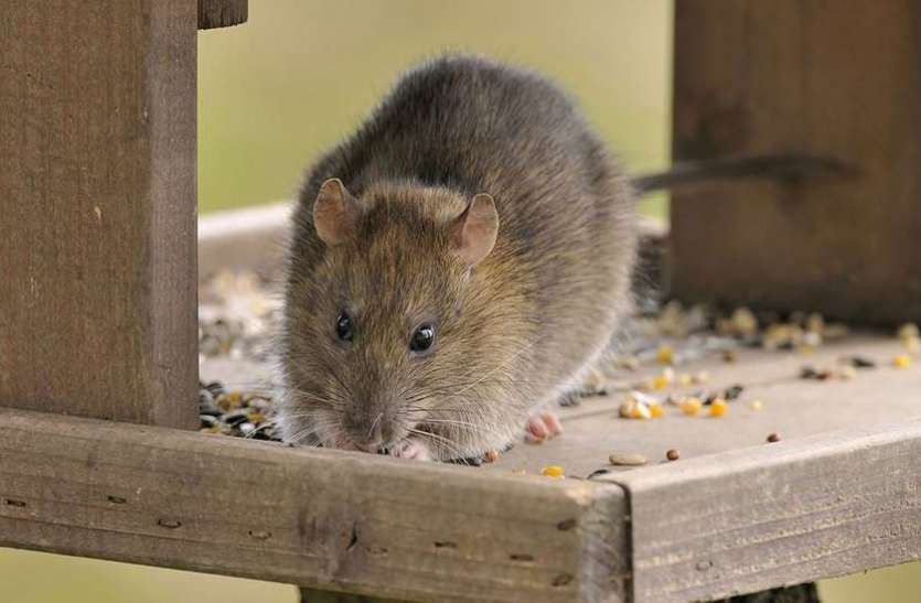 girl consumed poisonous roti which made for rat कोटा में हुआ अनूठा मामला, चूहों के चक्कर में युवती को अस्पताल जाना पड़ा