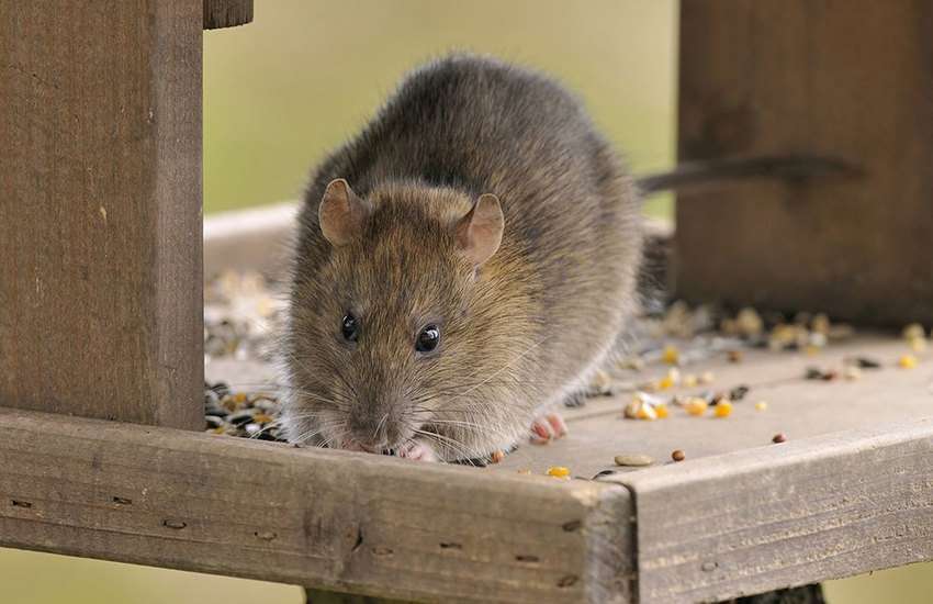 girl consumed poisonous roti which made for rat