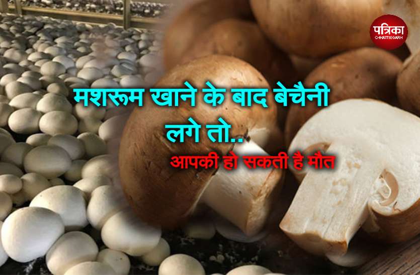 Mushroom मशरूम की सब्जी खाने के बाद आप कुछ ही घंटे रहेंगे जिंदा, उखाड़ने लगेगी सांस और हो जाएगी मौत..