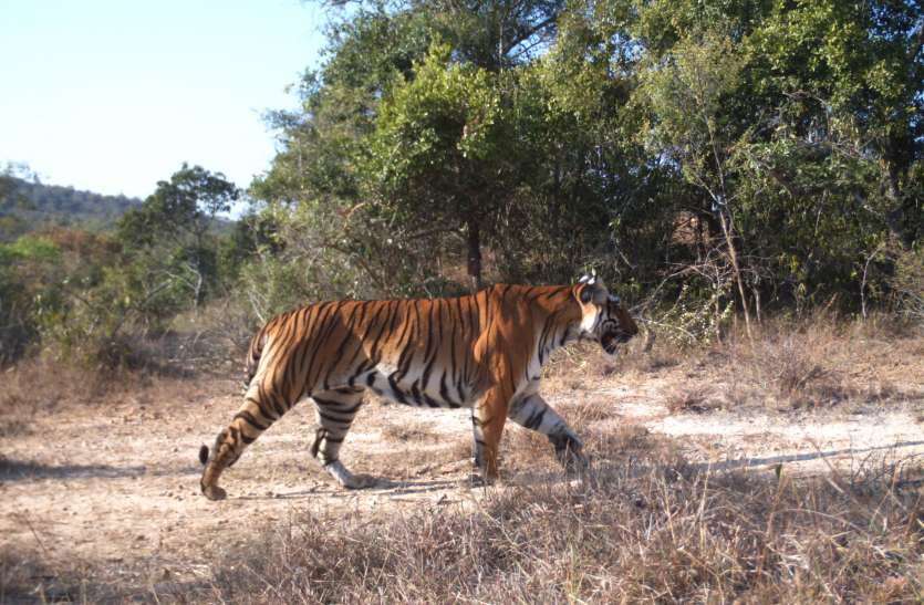 Sathyamangalam Tiger Reserve चार महीने बाद सफारी सेवा फिर शुरू