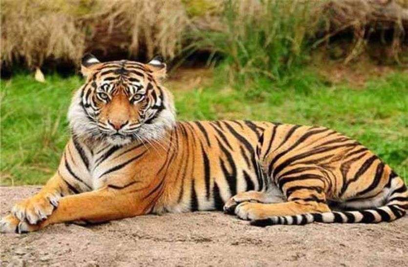 tiger poaching मप्र : अवैध शिकार के कारण सबसे ज्यादा बाघ मरे