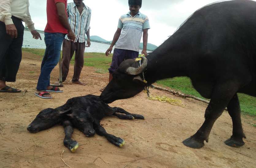 Two faces calf born