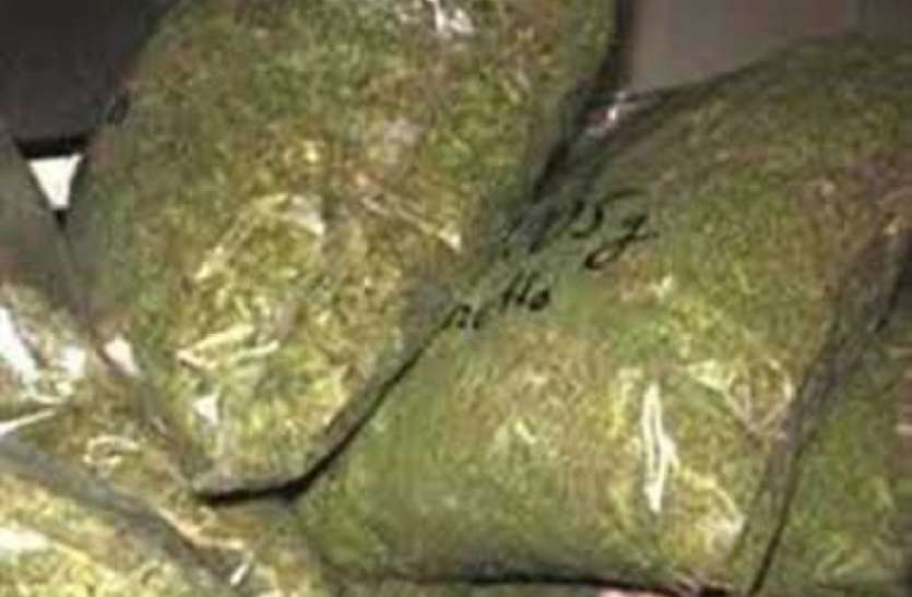 22 kg of ganja seized, 1 arrested: 22 किलो गांजा जब्त, 1 गिरफ्तार खाद्यान्न सामग्री की आड़ में ओडिशा से मैहर पहुंचा एक करोड़ का गांजा