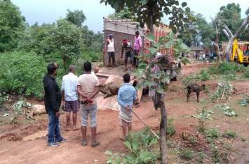 35 animals died in chandauli अस्थाई गौशाला में रखने के लिए लाये गये 35 गोवंशों की एकसाथ मौत