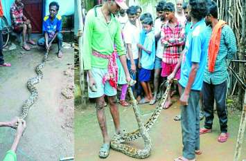 Chhattisgarh News: python snake came home to eat Hen in Keshkal रोज मुर्गी चोरी करने आता था ये 9 फीट का अजगर, रात को सांप का ये रूप देख उड़ गया परिवार वालों के होश
