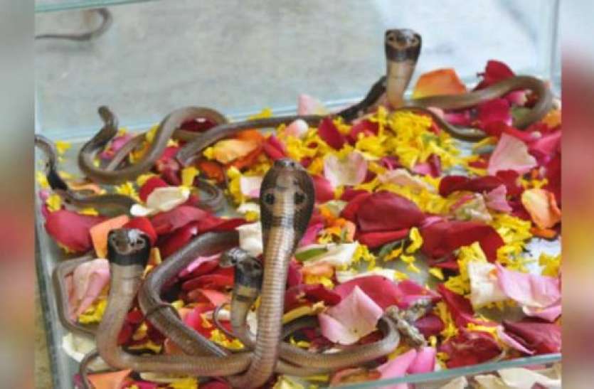 nag panchami 2019 Nag panchami: यदि किसी पेड़ पर लटकता या चढ़ता देख लें सांप, तो समझें आपके साथ होने वाला है ये...