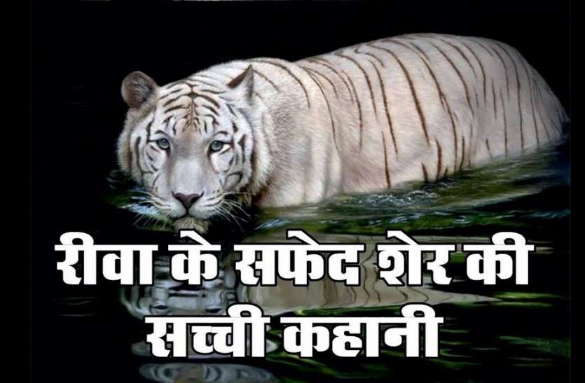 International Tiger Day Story Of World First White Tiger Mohan International Tiger Day एक थ म हन ज सन द न य भर क द ए सफ द ब घ Patrika News