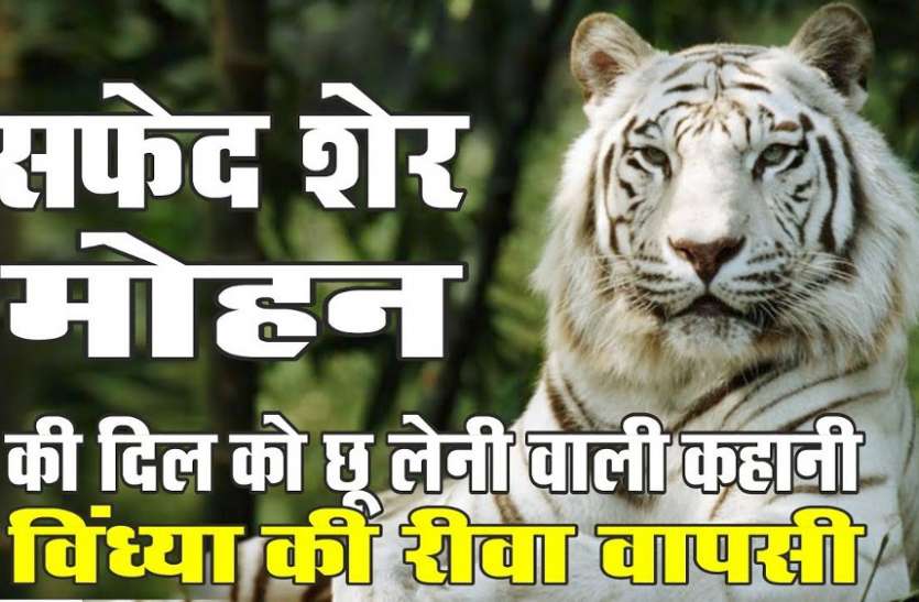 International Tiger Day Rewa White Tiger History In Hindi Mohan Tiger 4 दशक ब द फ र व ध य म दह ड रह सफ द ब घ क क नव इस ल खक न बत ई A स Z तक